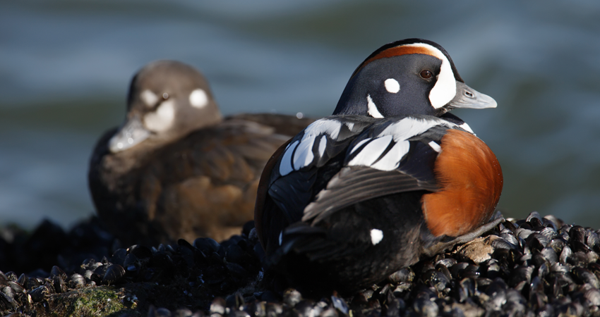 Two colorful ducks resting on a rocky shoreline with blue water in the background.
